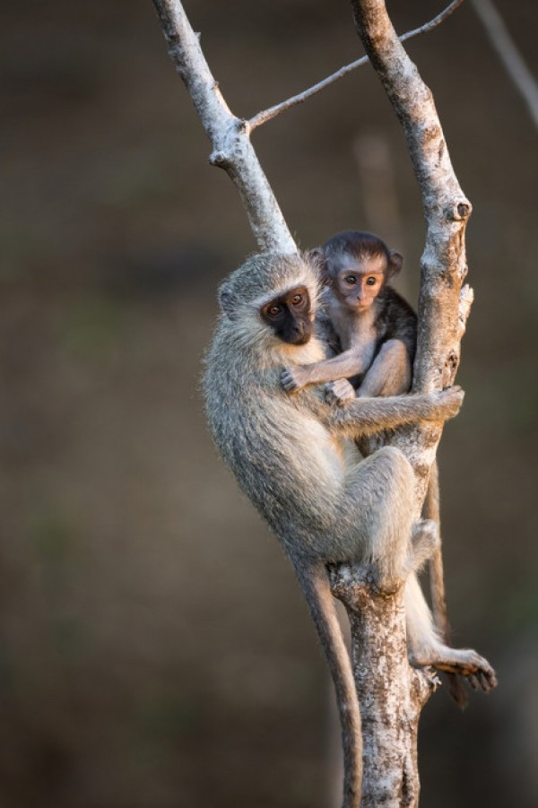 楽天市場 ベルベットモンキー サル 親子 動物 サバンナの壁紙 輸入 カスタム壁紙 Photowall Vervet Monkey 貼ってはがせるフリース壁紙 不織布 海外取り寄せのため1カ月程度でお届け 代引き不可 壁紙屋本舗 カベガミヤホンポ