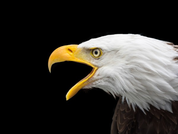 楽天市場 アニマル 動物 鳥 イーグル 鷲 ワシの壁紙 輸入 カスタム壁紙 Photowall Bald Eagle 貼ってはがせるフリース壁紙 不織布 海外取り寄せのため1カ月程度でお届け 代引き不可 壁紙屋本舗 カベガミヤホンポ