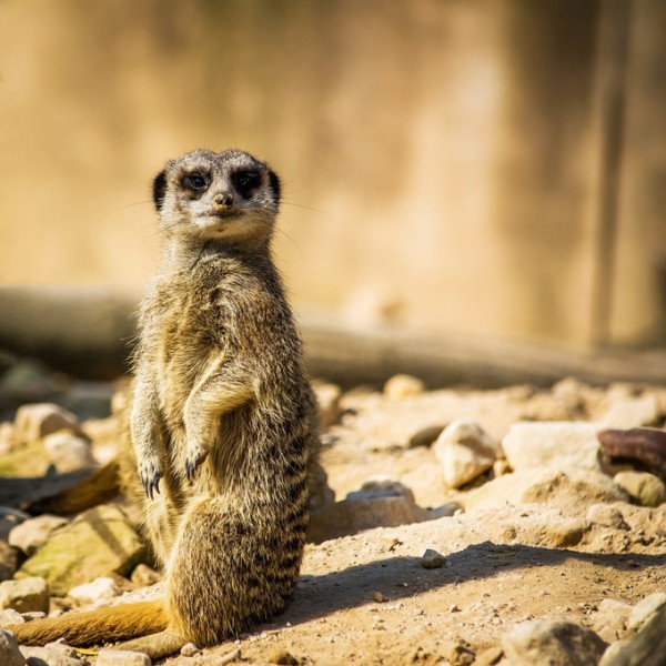 楽天市場 アニマル動物 ミーアキャットの壁紙 輸入 カスタム壁紙 Photowall Standing Meerkat 貼ってはがせるフリース壁紙 不織布 海外取り寄せのため1カ月程度でお届け 代引き不可 壁紙屋本舗 カベガミヤホンポ