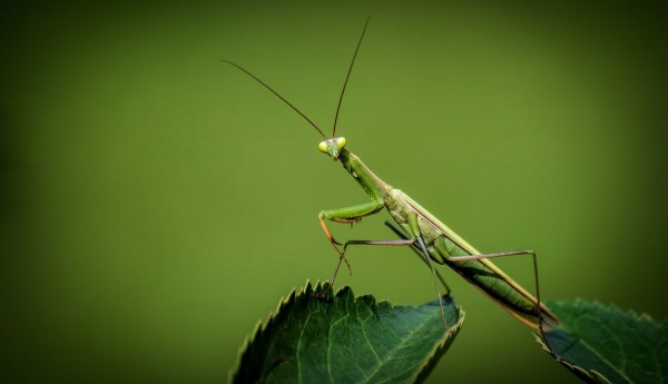 楽天市場 緑 グリーン 虫 昆虫 カマキリの壁紙 輸入 カスタム壁紙 Photowall Praying Mantis On A Leaf 貼ってはがせるフリース壁紙 不織布 海外取り寄せのため1カ月程度でお届け 代引き不可 壁紙屋本舗 カベガミヤホンポ