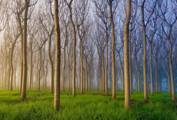 楽天市場 森林 木立の壁紙 輸入 カスタム壁紙 Photowall Morning Of The Forest 貼ってはがせるフリース壁紙 不織布 海外取り寄せのため1カ月程度でお届け 代引き不可 壁紙屋本舗 カベガミヤホンポ