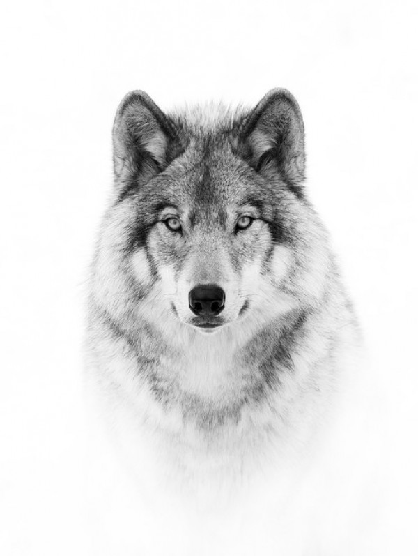 楽天市場 アニマル 動物 狼 オオカミ ウルフ の壁紙 輸入 カスタム