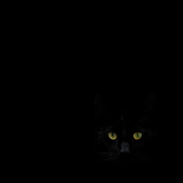 楽天市場 黒 ブラック 猫 の壁紙 輸入 カスタム壁紙 Photowall Watching You From The Dark Side 貼ってはがせるフリース壁紙 不織布 海外取り寄せのため1カ月程度でお届け 代引き 後払い不可 壁紙屋本舗 カベガミヤホンポ