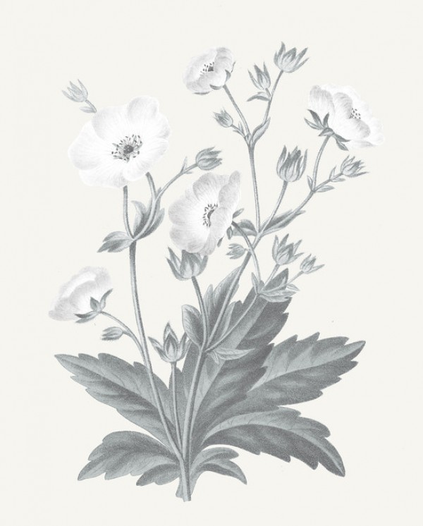 楽天市場 ボタニカルアート ビンテージ アンティーク 花の壁紙 輸入 カスタム壁紙 Photowall Neutral Botanical Vi 貼ってはがせるフリース壁紙 不織布 海外取り寄せのため1カ月程度でお届け 代引き 後払い不可 壁紙屋本舗 カベガミヤホンポ