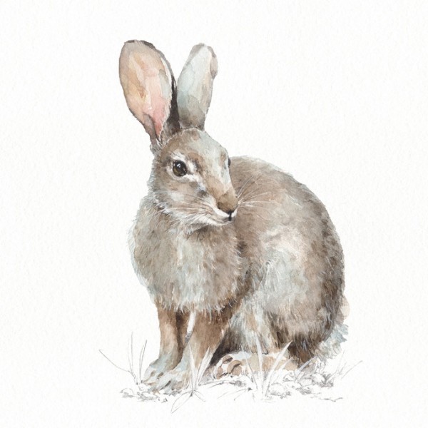 楽天市場 水彩画 ウサギの壁紙 輸入 カスタム壁紙 Photowall Forest Friends Viii 111 貼ってはがせるフリース壁紙 不織布 海外取り寄せのため1カ月程度でお届け 代引き 後払い不可 壁紙屋本舗 カベガミヤホンポ