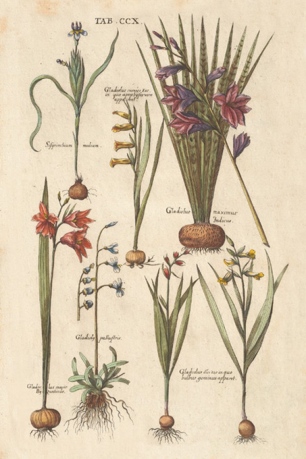 楽天市場 花植物 植物図鑑 ボタニカル植物の壁紙 輸入 カスタム壁紙 Photowall Vintage Florilegium Iii 貼ってはがせるフリース壁紙 不織布 海外取り寄せのため1カ月程度でお届け 代引き不可 壁紙屋本舗 カベガミヤホンポ