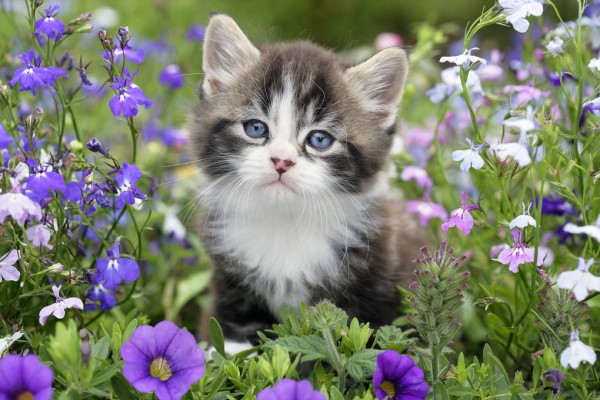 楽天市場 子猫 紫の花の壁紙 輸入 カスタム壁紙 Photowall Kitten In Flower Garden 貼ってはがせるフリース壁紙 不織布 海外取り寄せのため1カ月程度でお届け 代引き不可 壁紙屋本舗 カベガミヤホンポ