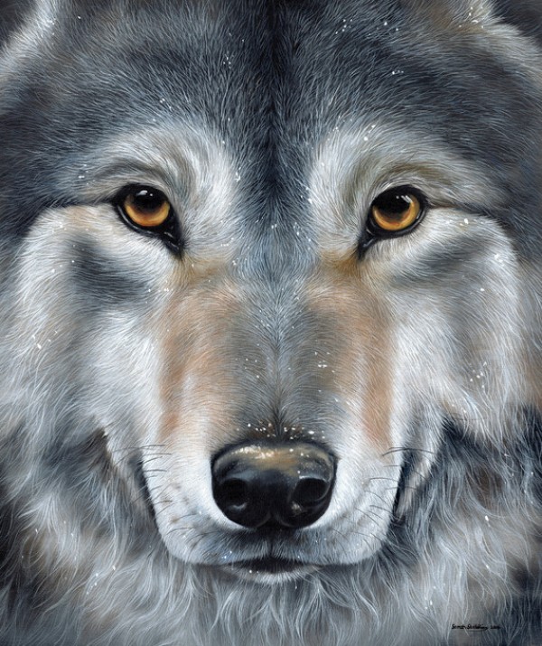 楽天市場 オオカミ 狼 ウルフ 動物の壁紙 輸入 カスタム壁紙