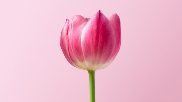 楽天市場 チューリップ 花 ピンクの壁紙 輸入 カスタム壁紙 Photowall Pink Tulip 貼ってはがせるフリース 壁紙 不織布 海外取り寄せのため1カ月程度でお届け 代引き不可 壁紙屋本舗 カベガミヤホンポ