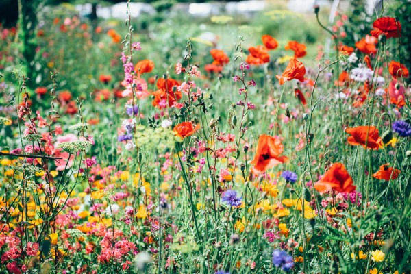 楽天市場 花畑 花 草花 フラワー ナチュラルの壁紙 輸入 カスタム壁紙