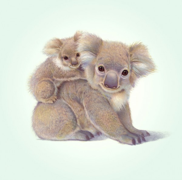 楽天市場 コアラ 動物 かわいいの壁紙 輸入 カスタム壁紙 Photowall Koala Baby 貼ってはがせるフリース壁紙 不織布 海外取り寄せのため1カ月程度でお届け 代引き不可 壁紙屋本舗 カベガミヤホンポ