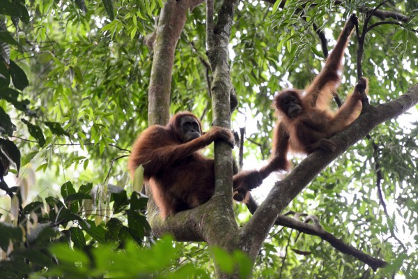 楽天市場 オランウータン 猿 ジャングル 森の壁紙 輸入 カスタム壁紙 Photowall Female And Infant Orangutan 貼ってはがせるフリース壁紙 不織布 海外取り寄せのため1カ月程度でお届け 代引き不可 壁紙屋本舗 カベガミヤホンポ