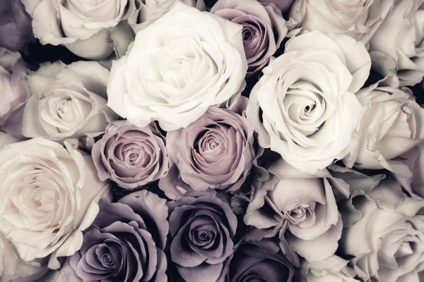楽天市場 バラ 紫 花の壁紙 輸入 カスタム壁紙 Photowall Dark Roses 貼ってはがせるフリース壁紙 不織布 海外取り寄せのため1カ月程度でお届け 代引き不可 壁紙屋本舗 カベガミヤホンポ
