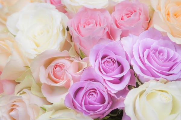 楽天市場 バラ ピンク 花の壁紙 輸入 カスタム壁紙 Photowall Colorful Roses E313226 貼ってはがせるフリース 壁紙 不織布 海外取り寄せのため1カ月程度でお届け 代引き不可 壁紙屋本舗 カベガミヤホンポ
