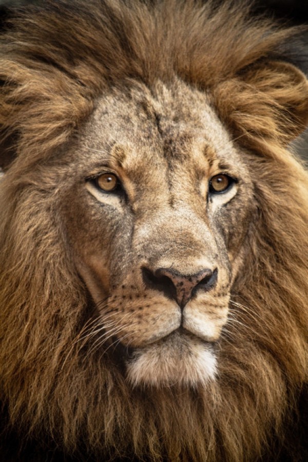楽天市場 ライオン 顔 写真 動物の壁紙 輸入 カスタム壁紙 Photowall Stunning Lion 貼ってはがせるフリース壁紙 不織布 海外取り寄せのため1カ月程度でお届け 代引き不可 壁紙屋本舗 カベガミヤホンポ