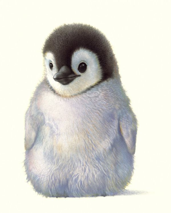 楽天市場 ペンギン 赤ちゃん かわいいの壁紙 輸入 カスタム壁紙 Photowall Penguin Chick E312620 貼ってはがせるフリース壁紙 不織布 海外取り寄せのため1カ月程度でお届け 代引き不可 壁紙屋本舗 カベガミヤホンポ