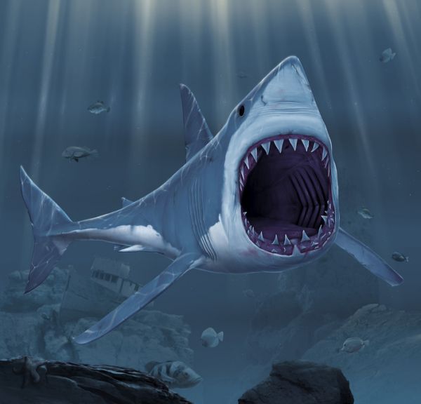楽天市場 ホホジロザメ サメの壁紙輸入 カスタム壁紙 Photowall Shark Bite 貼ってはがせるフリース壁紙 不織布 海外取り寄せのため1カ月程度でお届け 代引き不可 壁紙屋本舗 カベガミヤホンポ