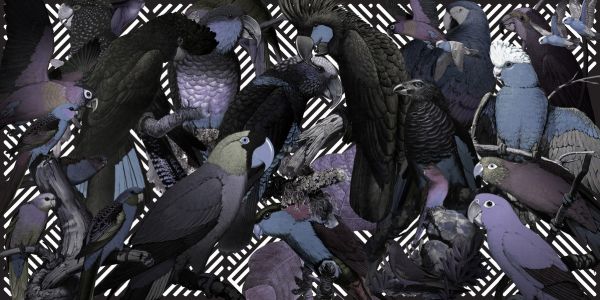 楽天市場 オウム インコ 鳥の壁紙 輸入 カスタム壁紙 Photowall Family Portrait Corbusier 貼ってはがせるフリース壁紙 不織布 海外取り寄せのため1カ月程度でお届け 代引き不可 壁紙屋本舗 カベガミヤホンポ