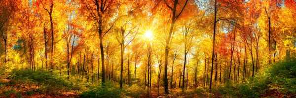 楽天市場 紅葉 秋 森 パノラマの壁紙 輸入 カスタム壁紙 Photowall Autumn Forest 貼ってはがせるフリース壁紙 不織布 海外取り寄せのため1カ月程度でお届け 代引き 後払い不可 壁紙屋本舗 カベガミヤホンポ