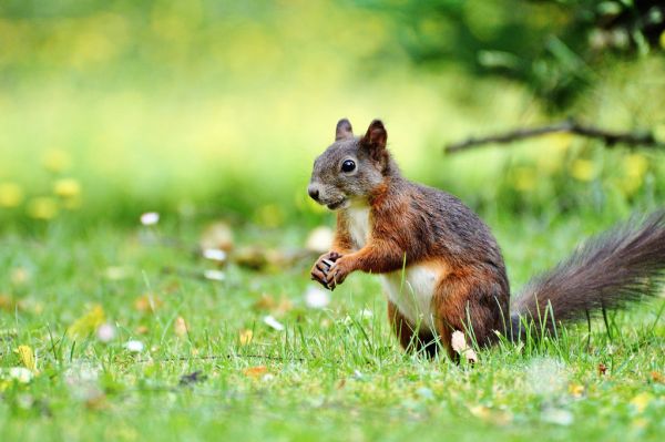 楽天市場 リス 動物の壁紙 輸入 カスタム壁紙 Photowall Squirrel Census 貼ってはがせるフリース壁紙 不織布 海外取り寄せのため1カ月程度でお届け 代引き不可 壁紙屋本舗 カベガミヤホンポ