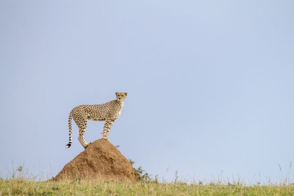 楽天市場 チーター 動物の壁紙 輸入 カスタム壁紙 Photowall Cheetah On Mound 貼ってはがせるフリース 壁紙 不織布 海外取り寄せのため1カ月程度でお届け 代引き不可 壁紙屋本舗 カベガミヤホンポ