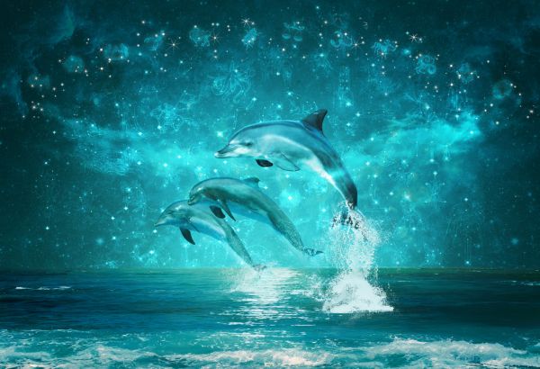 楽天市場 イルカ 夜 ファンタジーの壁紙 輸入 カスタム壁紙 Photowall Jumping Dolphines E317719 貼ってはがせるフリース壁紙 不織布 海外取り寄せのため1カ月程度でお届け 代引き 後払い不可 壁紙屋本舗 カベガミヤホンポ