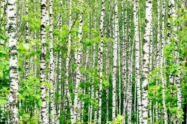 楽天市場 白樺 森林 自然 緑の壁紙 輸入 カスタム壁紙 Photowall Birch Trees 貼ってはがせるフリース壁紙 不織布 海外取り寄せのため1カ月程度でお届け 代引き 後払い不可 壁紙屋本舗 カベガミヤホンポ