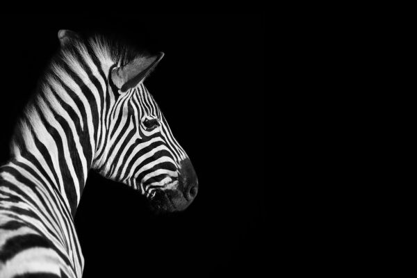 楽天市場 シマウマ モノクロ 動物の壁紙 輸入 カスタム壁紙 Photowall Zebra 貼ってはがせるフリース壁紙 不織布 海外取り寄せのため1カ月程度でお届け 代引き 後払い不可 壁紙屋本舗 カベガミヤホンポ