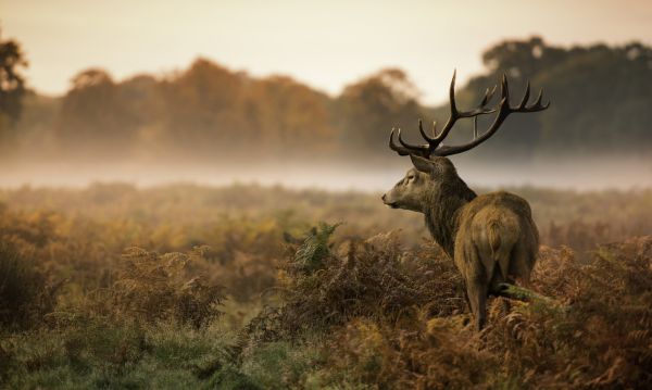 楽天市場 鹿 牡鹿 シカ 動物の壁紙 輸入 カスタム壁紙 Photowall Red Deer Stag 貼ってはがせるフリース壁紙 不織布 海外取り寄せのため1カ月程度でお届け 代引き不可 壁紙屋本舗 カベガミヤホンポ