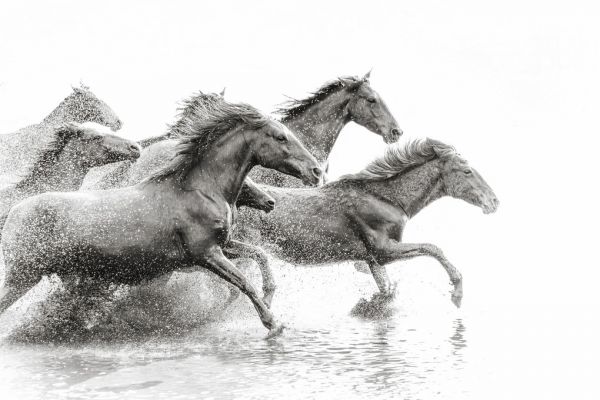 楽天市場 馬 ウマ 動物 モノクロの壁紙 輸入 カスタム壁紙 Photowall Herd Of Wild Horses 貼ってはがせるフリース壁紙 不織布 海外取り寄せのため1カ月程度でお届け 代引き不可 壁紙屋本舗 カベガミヤホンポ