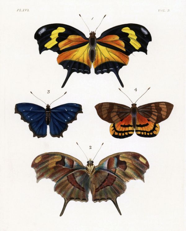 楽天市場 チョウ 蝶 博物画 アンティーク ヴィンテージの壁紙 輸入 カスタム壁紙 Photowall Butterfly Illustration 貼ってはがせるフリース壁紙 不織布 海外取り寄せのため1カ月程度でお届け 代引き不可 壁紙 屋本舗 カベガミヤホンポ