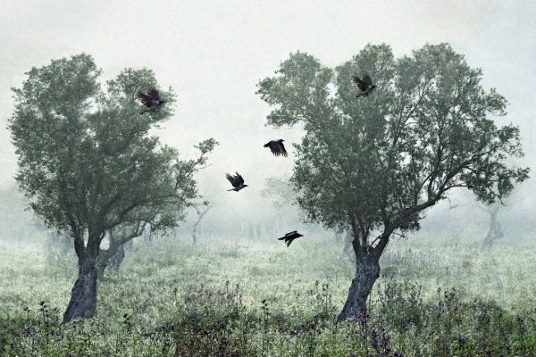 楽天市場 木 カラス 鳥 緑 グリーンの壁紙 輸入 カスタム壁紙 Photowall Crows In The Mist 貼ってはがせるフリース壁紙 不織布 海外取り寄せのため1カ月程度でお届け 代引き不可 壁紙屋本舗 カベガミヤホンポ