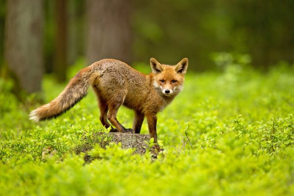 楽天市場 狐 キツネ 動物の壁紙 輸入 カスタム壁紙 Photowall Red Fox 貼ってはがせるフリース壁紙 不織布 海外取り寄せのため1カ月程度でお届け 代引き 後払い不可 壁紙屋本舗 カベガミヤホンポ