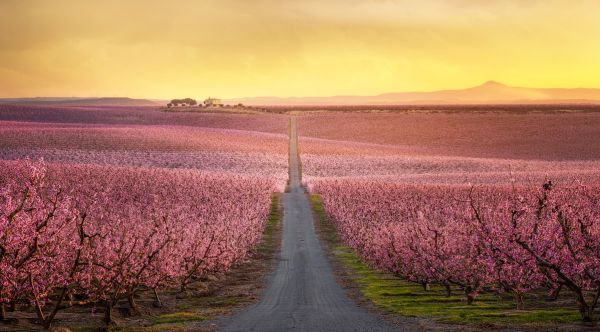 楽天市場 道路 道 花の壁紙 輸入 カスタム壁紙 Photowall Flowering 貼ってはがせるフリース壁紙 不織布 海外取り寄せのため1カ月程度でお届け 代引き 後払い不可 壁紙屋本舗 カベガミヤホンポ