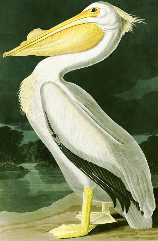 楽天市場 ペリカン 鳥 博物画 ビンテージの壁紙 輸入 カスタム壁紙 Photowall White Pelican John James Audubon 186 貼ってはがせるフリース壁紙 不織布 海外取り寄せのため1カ月程度でお届け 代引き 後払い不可 壁紙屋本舗 カベガミヤホンポ