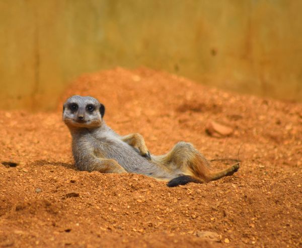 楽天市場 ミーアキャット 動物 砂漠の壁紙 輸入 カスタム壁紙 Photowall Meerkat Relaxing In The Desert 貼ってはがせるフリース壁紙 不織布 海外取り寄せのため1カ月程度でお届け 代引き 後払い不可 壁紙屋本舗 カベガミヤホンポ