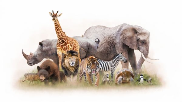 楽天市場 キリン ゾウ シマウマ サイ ライオン 動物の壁紙 輸入 カスタム壁紙 Photowall Group Of Zoo Animals 177 貼ってはがせるフリース壁紙 不織布 海外取り寄せのため1カ月程度でお届け 代引き 後払い不可 壁紙屋本舗 カベガミヤホンポ