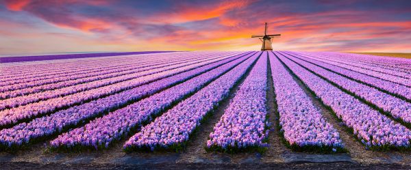 楽天市場 紫 花 農園 風車 夕焼けの壁紙 輸入 カスタム壁紙 Photowall Farm Of Flowers 貼ってはがせるフリース壁紙 不織布 海外取り寄せのため1カ月程度でお届け 代引き 後払い不可 壁紙屋本舗 カベガミヤホンポ