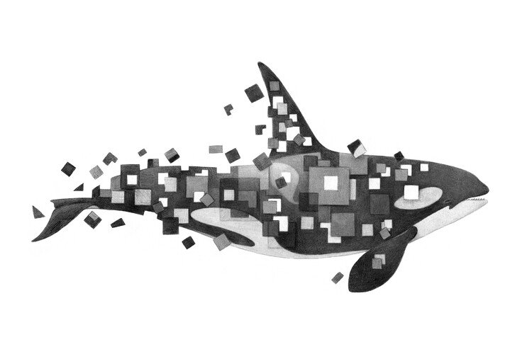 楽天市場 シャチ イルカ 動物 イラスト モノクロ モノトーンの壁紙 輸入 カスタム壁紙 Photowall Fractured Killer Whale Grayscale 023 貼ってはがせるフリース壁紙 不織布 海外取り寄せのため1カ月程度でお届け 代引き不可 壁紙 屋本舗 カベガミヤホンポ