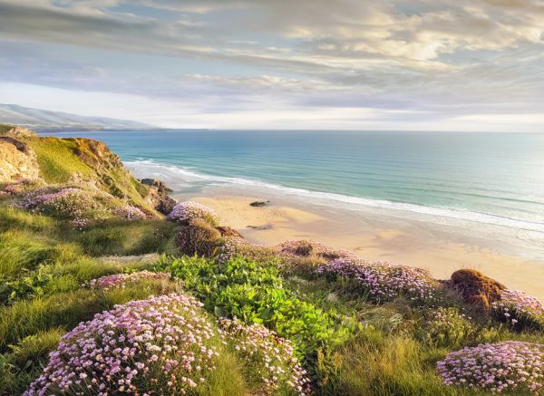 楽天市場 海岸 浜辺 ビーチ 花の壁紙 輸入 カスタム壁紙 Photowall Beach Flower 134 貼ってはがせるフリース 壁紙 不織布 海外取り寄せのため1カ月程度でお届け 代引き不可 壁紙屋本舗 カベガミヤホンポ