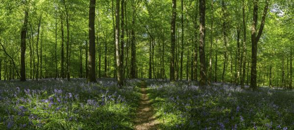 楽天市場 森 森林 木 花 自然 緑 グリーンの壁紙 輸入 カスタム壁紙 Photowall Forest Earth Trail 168 貼ってはがせるフリース壁紙 不織布 海外取り寄せのため1カ月程度でお届け 代引き 後払い不可 壁紙屋本舗 カベガミヤホンポ