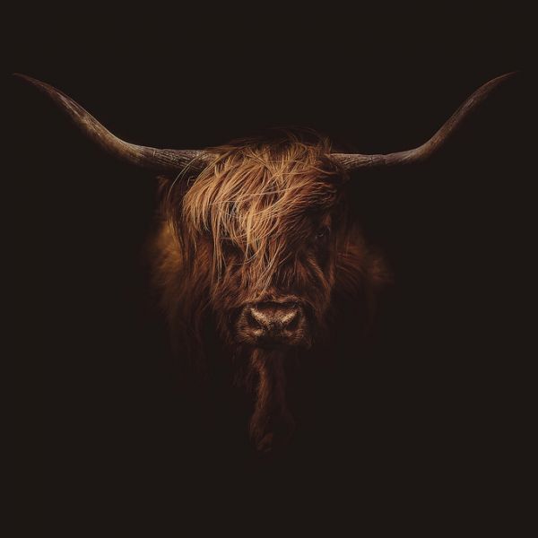 楽天市場 ハイランド 牛 動物 黒 ブラックの壁紙 輸入 カスタム壁紙 Photowall Scottish Highland Cattle 148 貼ってはがせるフリース壁紙 不織布 海外取り寄せのため1カ月程度でお届け 代引き不可 壁紙屋本舗 カベガミヤホンポ