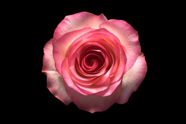 楽天市場 花 バラ ピンク 黒 ブラックの壁紙 輸入 カスタム壁紙 Photowall Rose Flower 174 貼ってはがせるフリース壁紙 不織布 海外取り寄せのため1カ月程度でお届け 代引き不可 壁紙屋本舗 カベガミヤホンポ