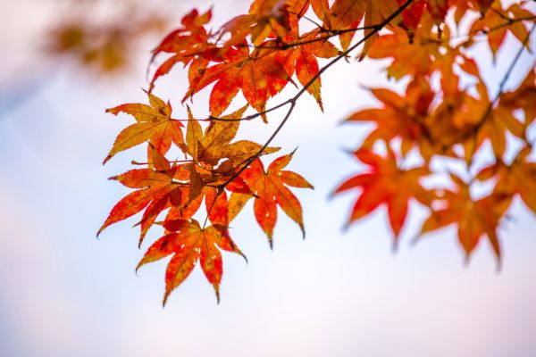 楽天市場 紅葉 もみじ 秋 葉 木 赤 レッド オレンジの壁紙 輸入 カスタム壁紙 Photowall Maple Autumn Leaves 187 貼ってはがせるフリース壁紙 不織布 海外取り寄せのため1カ月程度でお届け 代引き 後払い不可 壁紙屋本舗 カベガミヤホンポ