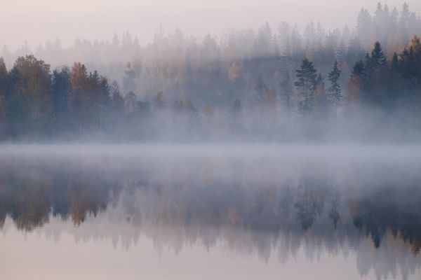 楽天市場 森 森林 水辺 霧 もや 朝日の壁紙 輸入 カスタム壁紙 Photowall Lake Reflection 197 貼ってはがせるフリース壁紙 不織布 海外取り寄せのため1カ月程度でお届け 代引き 後払い不可 壁紙屋本舗 カベガミヤホンポ