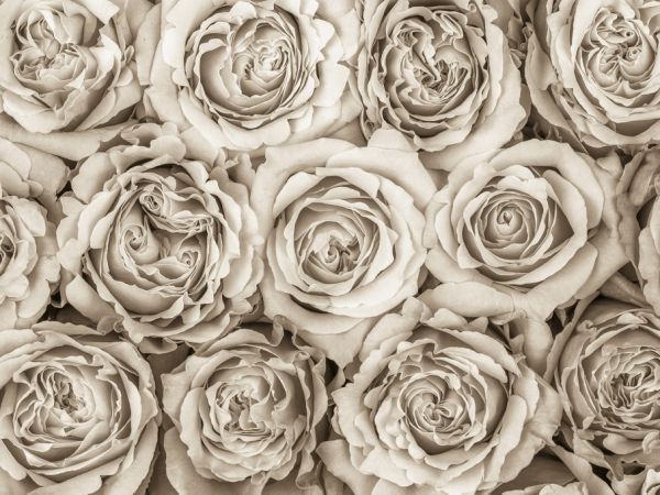 バラ 花 フラワーアレンジメント セピアの壁紙 輸入 カスタム壁紙 Photowall Roses Sepia 979 貼ってはがせるフリース壁紙 不織布 海外取り寄せのため1カ月程度でお届け 代引き 後払い不可 壁紙屋本舗 カベガミヤホンポ