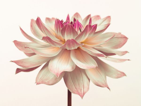 楽天市場 ダリア 花 ピンクの壁紙 輸入 カスタム壁紙 Photowall Dahlia Flower 9 貼ってはがせるフリース 壁紙 不織布 海外取り寄せのため1カ月程度でお届け 代引き 後払い不可 壁紙屋本舗 カベガミヤホンポ