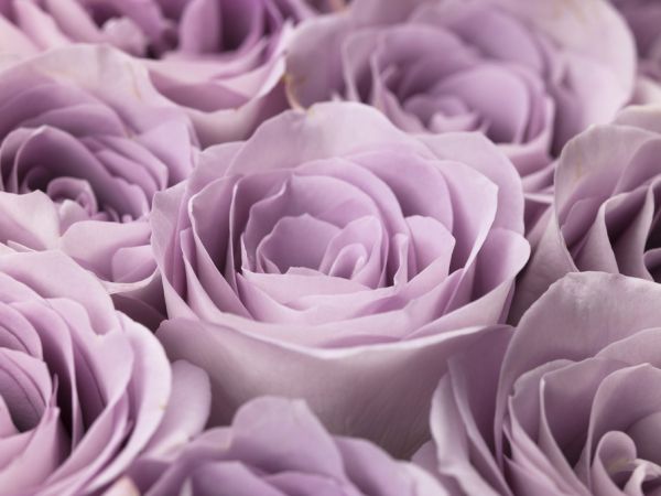 楽天市場 バラ 花 紫 パープルの壁紙 輸入 カスタム壁紙 Photowall Roses 985 貼ってはがせるフリース壁紙 不織布 海外取り寄せのため1カ月程度でお届け 代引き不可 壁紙屋本舗 カベガミヤホンポ