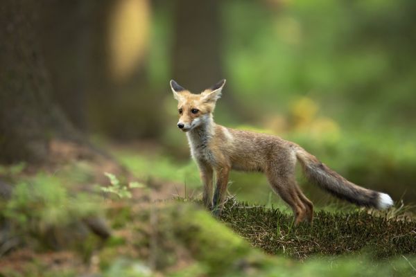 楽天市場 狐 キツネ 動物 森 緑 グリーンの壁紙 輸入 カスタム壁紙 Photowall Red Fox 741 貼ってはがせるフリース壁紙 不織布 海外取り寄せのため1カ月程度でお届け 代引き不可 壁紙屋本舗 カベガミヤホンポ