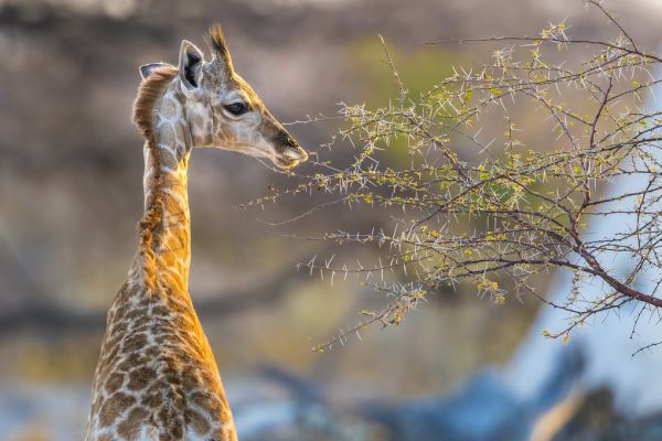 楽天市場 キリン 動物の壁紙 輸入 カスタム壁紙 Photowall Baby Giraffe 213 貼ってはがせるフリース壁紙 不織布 海外取り寄せのため1カ月程度でお届け 代引き 後払い不可 壁紙屋本舗 カベガミヤホンポ